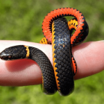 Ringneck Snakes
