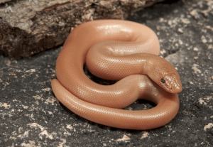"Rubber Boa resting in enclosure – beginner-friendly snake"