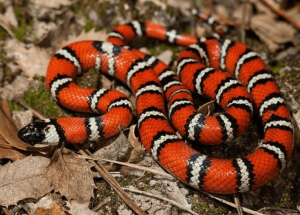 California Kingsnake in enclosure—beginner-friendly snake