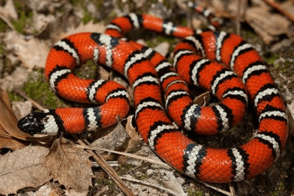 5 Best Snakes for Beginners: Easy-to-Care Pet Snakes with Facts & Photos 5 Best Snakes for Beginners for Pets + Important Facts (10+ Photos)