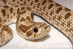 Hognose snake feeding on pinky mouse