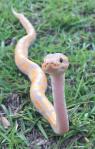 "Ball python resting in enclosure – beginner-friendly snake"