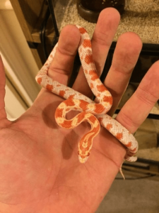 Corn snake coiled on a branch – ideal pet for beginners"