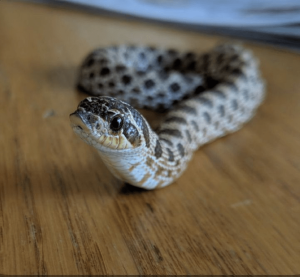 "Hognose Snake on sand – easy-care pet snake"